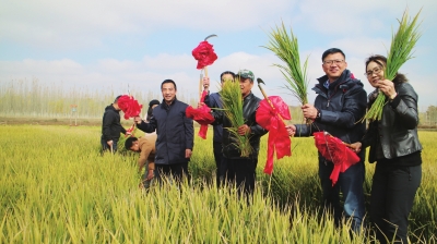 秦王川试验水稻开始收割　张建平摄